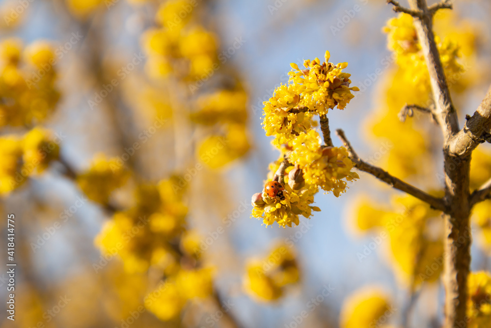 Ladybug on yellow flowers of Cornelian cherry dogwood blossom on a warm and sunny spring day. Ladybug on yellow flowers of Cornelian cherry dogwood blossom on a warm and sunny spring day.