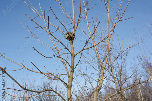 A bird's nest on a tree among the bare branches at the end of winter on a sunny day