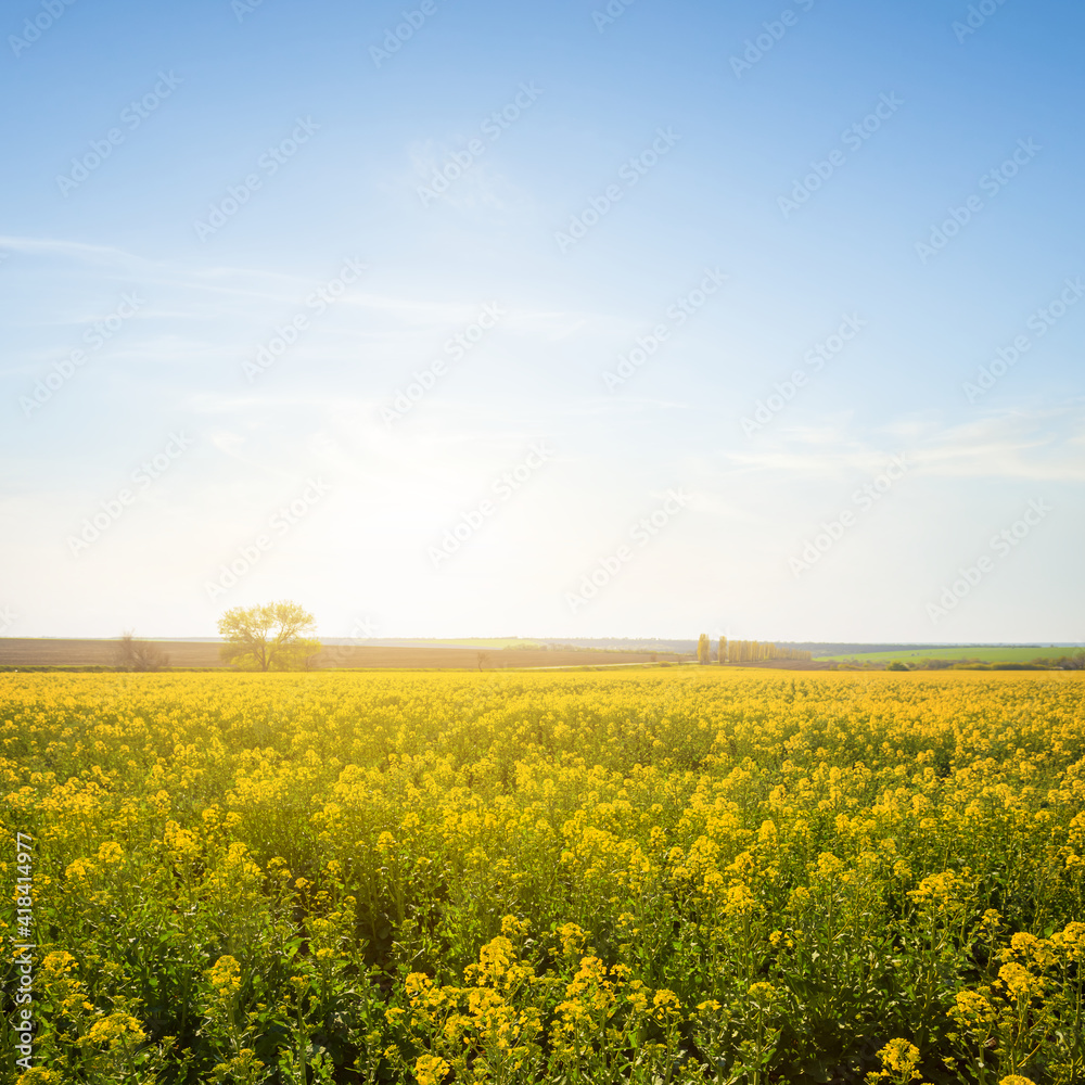 yellow rape field at the sunset