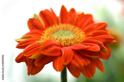 orange gerber daisy