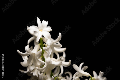 white and blue hyacinths flowers bloomed on black background with place for text isolate