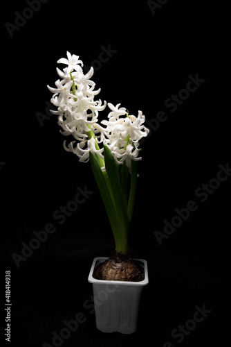 white and blue hyacinths flowers bloomed on black background with place for text isolate