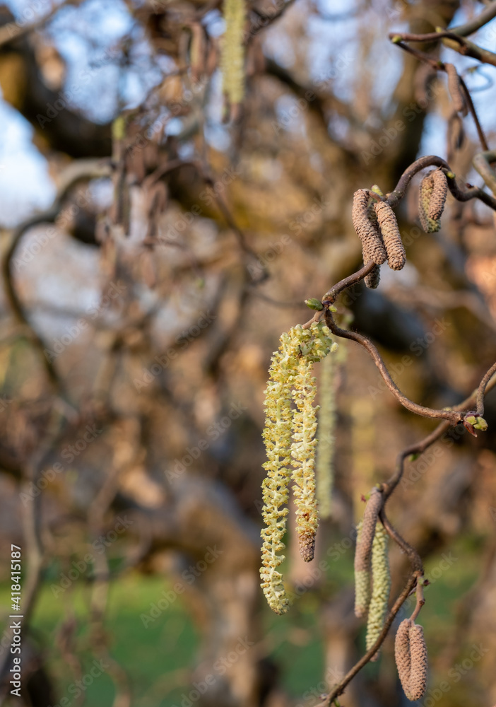 Corylus Avellana Contorta tree. Old gnarled tree with catkins, photographed in spring outside the walled garden at Eastcote House Gardens, Eastcote Hillingdon, UK Corylus Avellana Contorta tree. Old gnarled tree with catkins, photographed in spring outside the walled garden at Eastcote House Gardens, Eastcote Hillingdon, UK