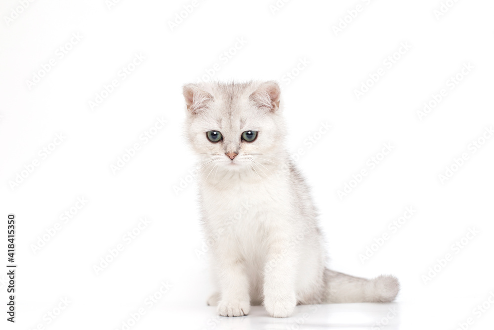 Beautiful calmy white with gray kitten of British breed sits looks down