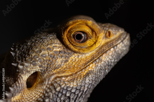 Macro (close up) photography of the head of an bearded Dragon (Agama) of a male lizard. Isolated on a black background, hard light.