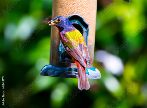 USA, Florida, Immokalee, Midney Home, Painted Bunting photo