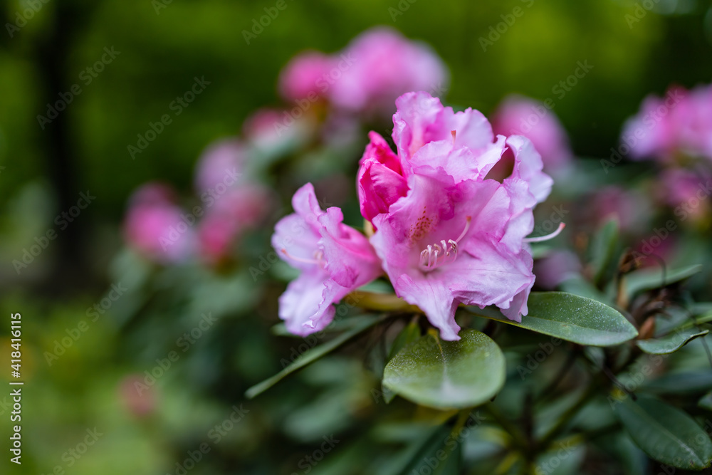 Small pink flower on branch of small bush in park Small pink flower on branch of small bush in park