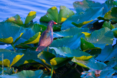 USA, Florida, Sarasota, Celery Fields, Purple Gallinule