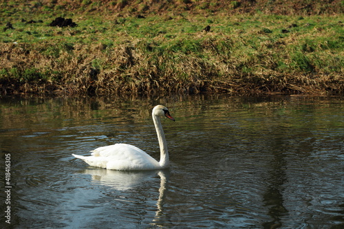 Swan on the water in early spring. 1