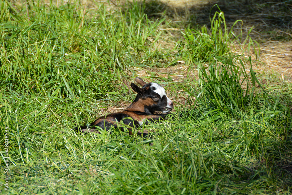 One  goat lamb in the grass