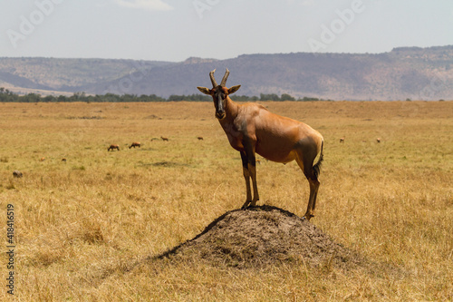 Topi antelope in the wild