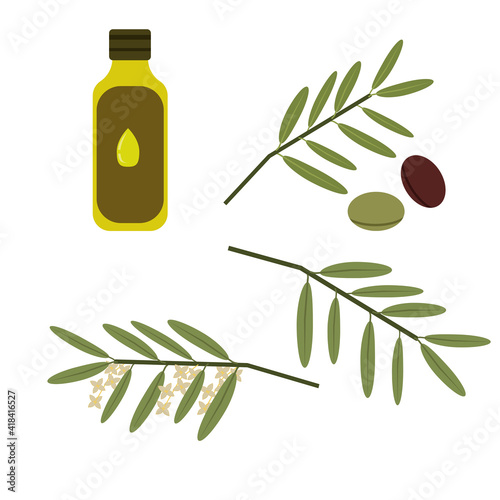 Olive oil set, fruits and branches with flowers and without olive tree