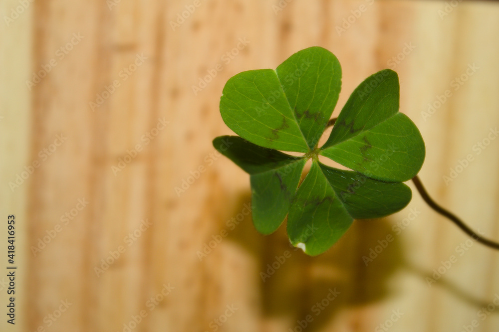 Four leaf clover with wooden texture in the background Four leaf clover with wooden texture in the background