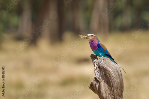 lilac roller on a branch eating a grasshopper