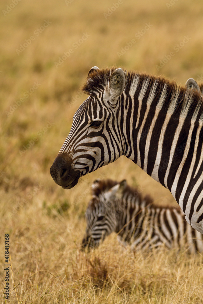 zebra in the wild