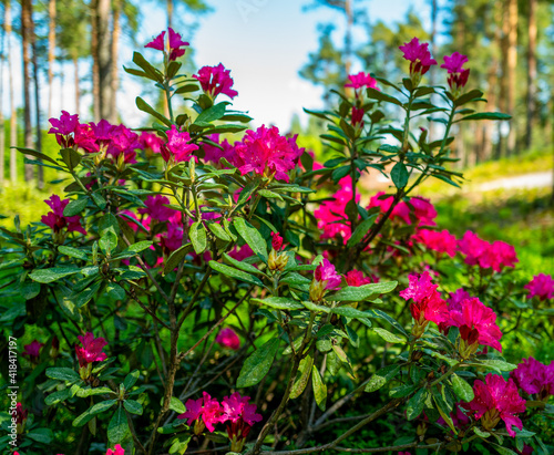 Close-up of red rhododendron in a forest