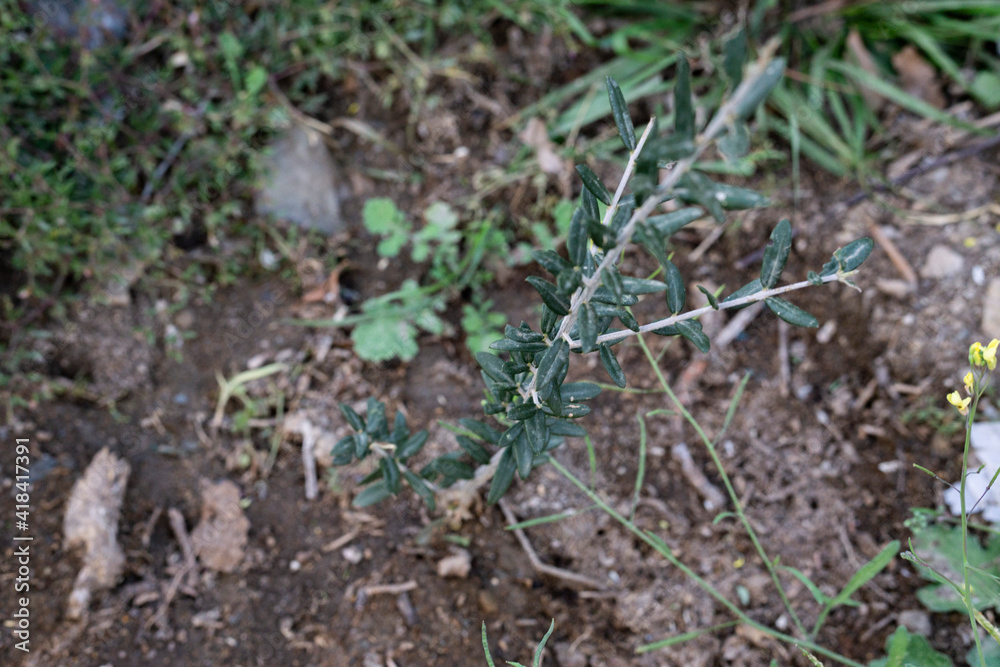 little newborn olive tree in the orchard