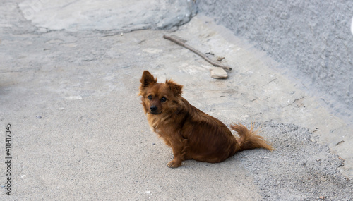 Quadro su tela little brown dog on the street