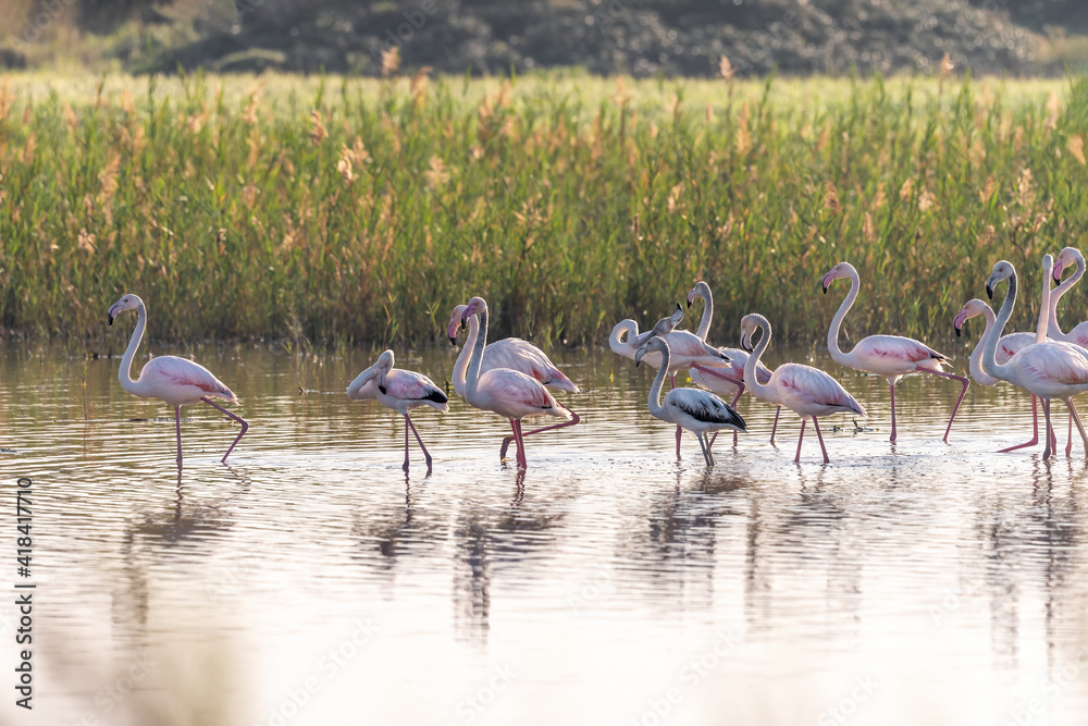 Pink Flamingo on a pond in an early winter morning, HaBonim Beach, Israel. 