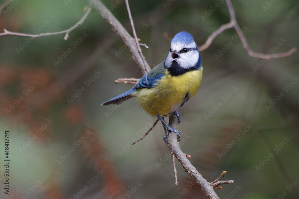 Eurasian Blue Tit (Cyanistes caeruleus) singing on a branch Eurasian Blue Tit (Cyanistes caeruleus) singing on a branch