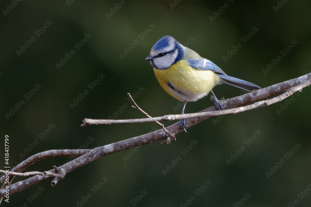 Eurasian Blue Tit (Cyanistes caeruleus) perched on a branch Eurasian Blue Tit (Cyanistes caeruleus) perched on a branch