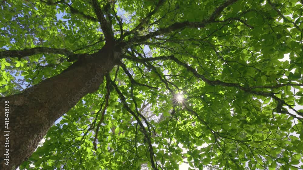 Lush green tree in the middle of summer. Sun breaks through the foliage of tropical tree, bottom up view. Shade on a hot day. Green nature landscape