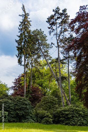 Thin high trees in park with colorful bushes around at sunny cloudy day