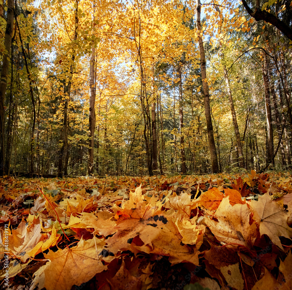 Autumn leaves in the park Autumn leaves in the park