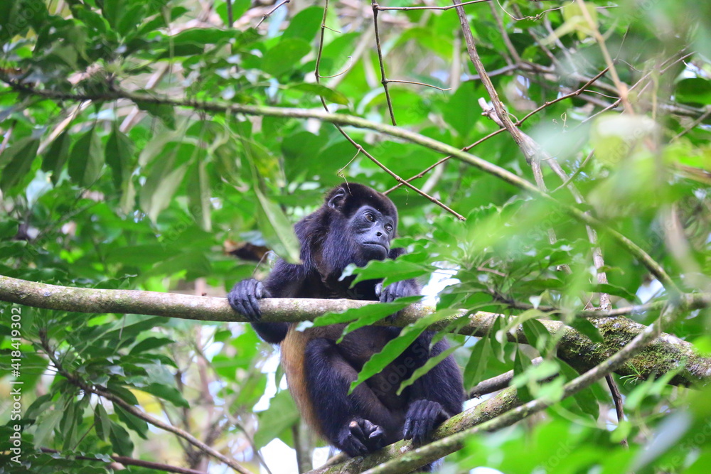 Faune du Costa Rica en Amérique Centrale Faune du Costa Rica en Amérique Centrale
