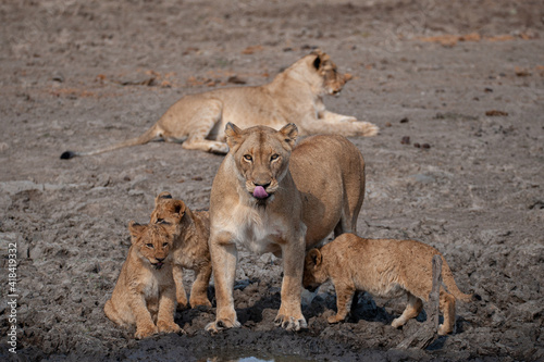A female Lion and her cubs seen on a safari in South Africa