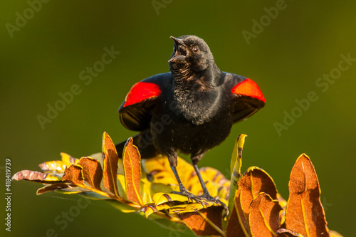 USA, Florida, Green Cay, Wakodahatchee Wetlands. Red-winged blackbird singing on branch.