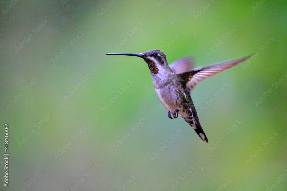 Fototapeta premium Faune du Costa Rica en Amérique Centrale