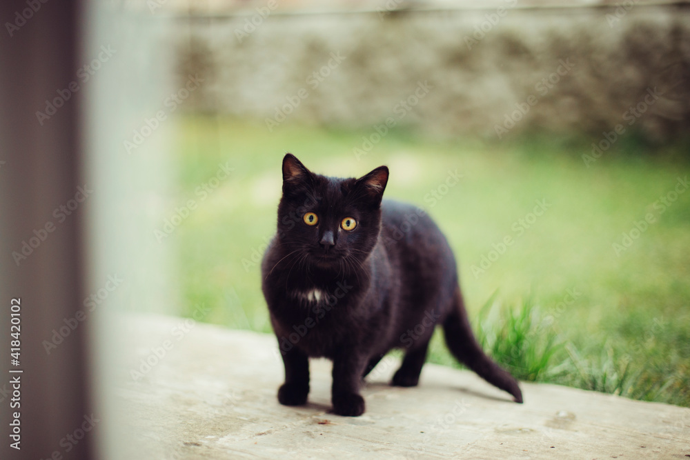 portrait of a little black cat
