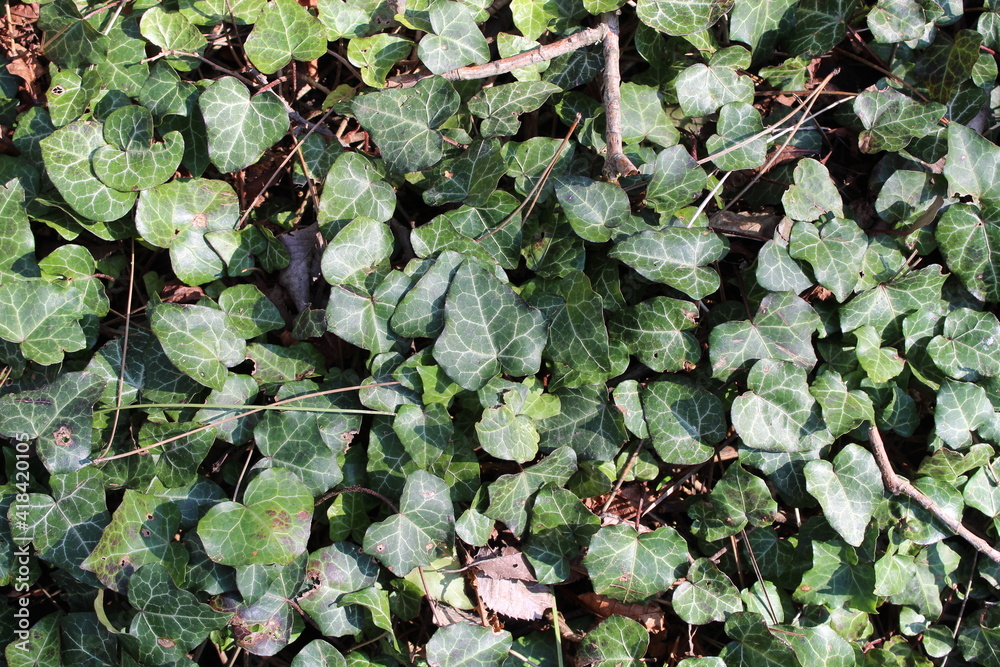 Fototapeta premium green leaves background