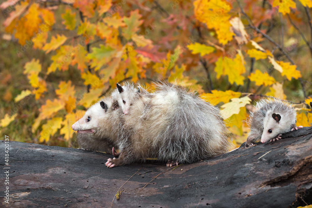 Naklejka premium Virginia Opossum (Didelphis virginiana) Walks Left Across Top of Log Joey Behind Autumn