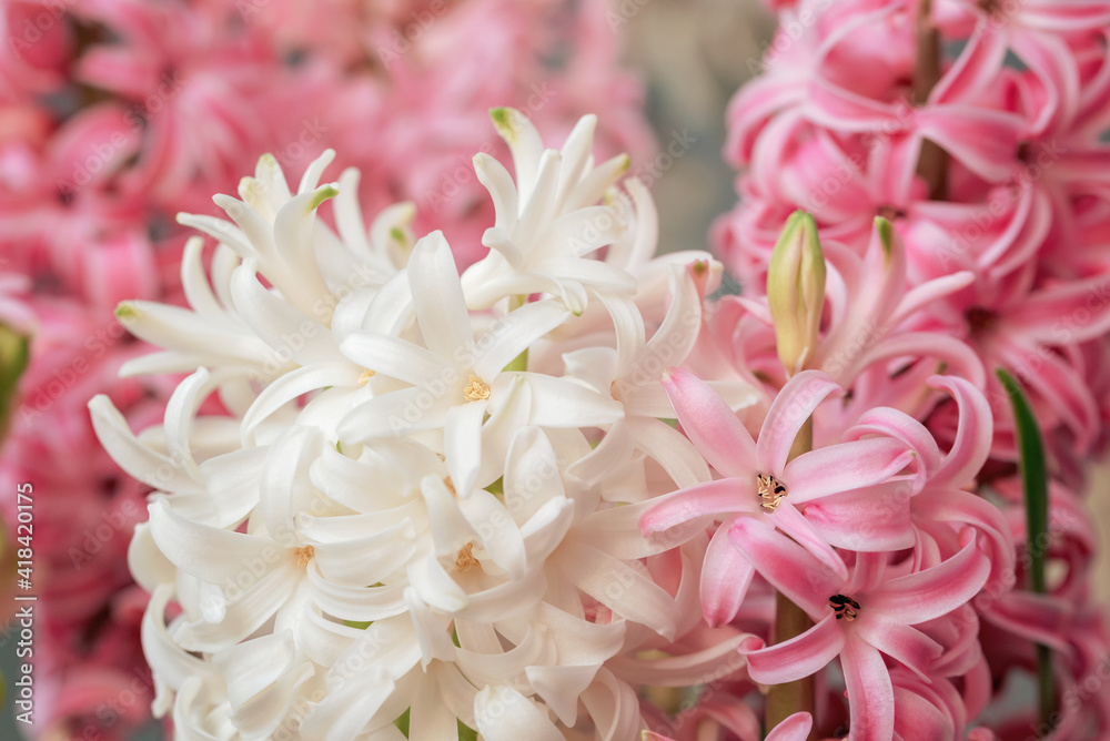 Spring floral background. Macro of Hyacinth Pink Spring flowers on light background. perfume of blooming hyacinths symbol of early spring. concept of holiday, celebration, women day. Mother day Spring floral background. Macro of Hyacinth Pink Spring flowers on light background. perfume of blooming hyacinths symbol of early spring. concept of holiday, celebration, women day. Mother day