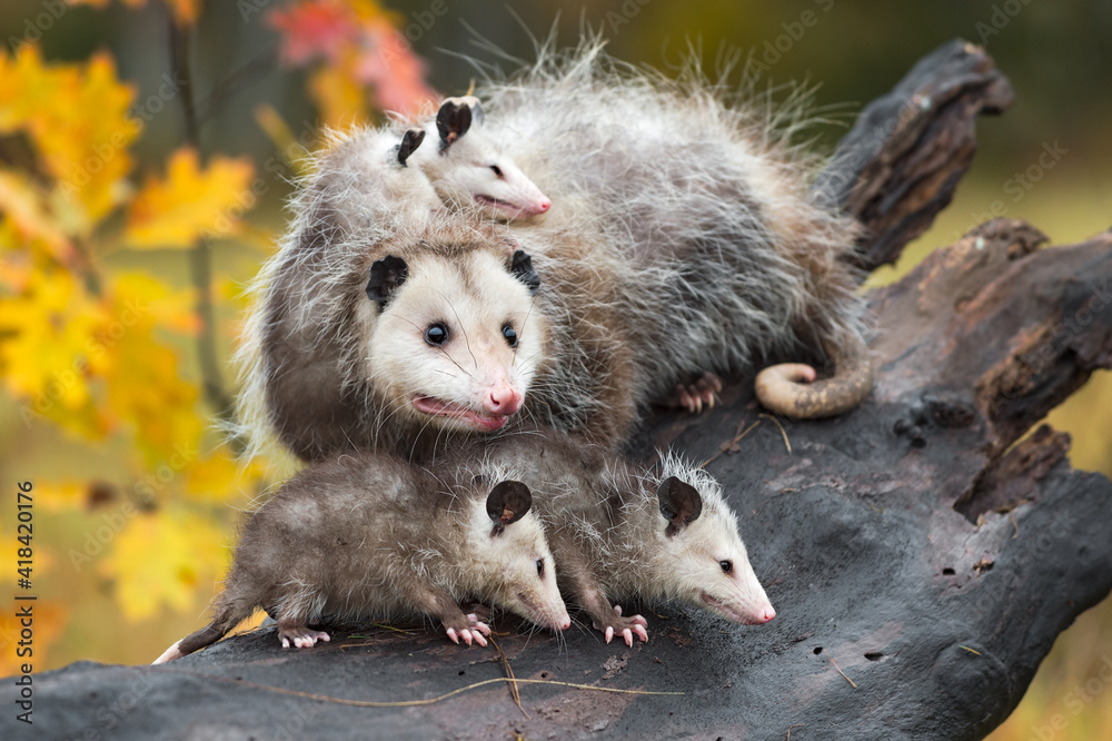 Virginia Opossum (Didelphis virginiana) and Family On Log Autumn