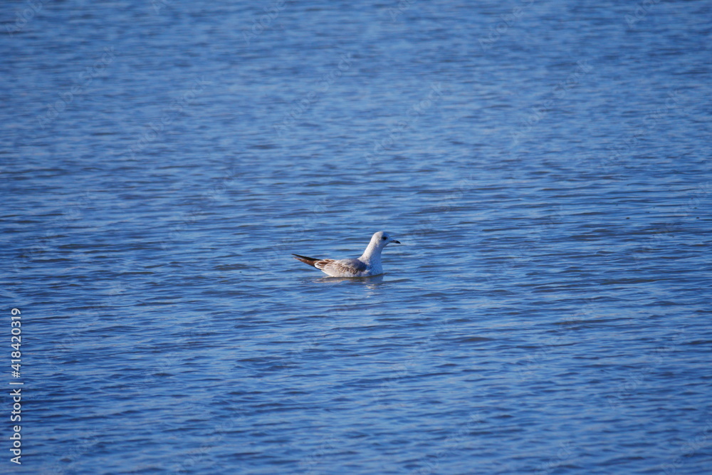 seagull swims in the waves at high water seagull swims in the waves at high water