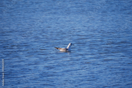 seagull swims in the waves at high water © makupix Photos