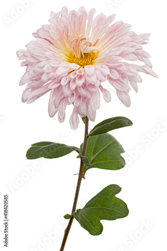 Pink flowers of ofchrysanthemum, isolated on white background
