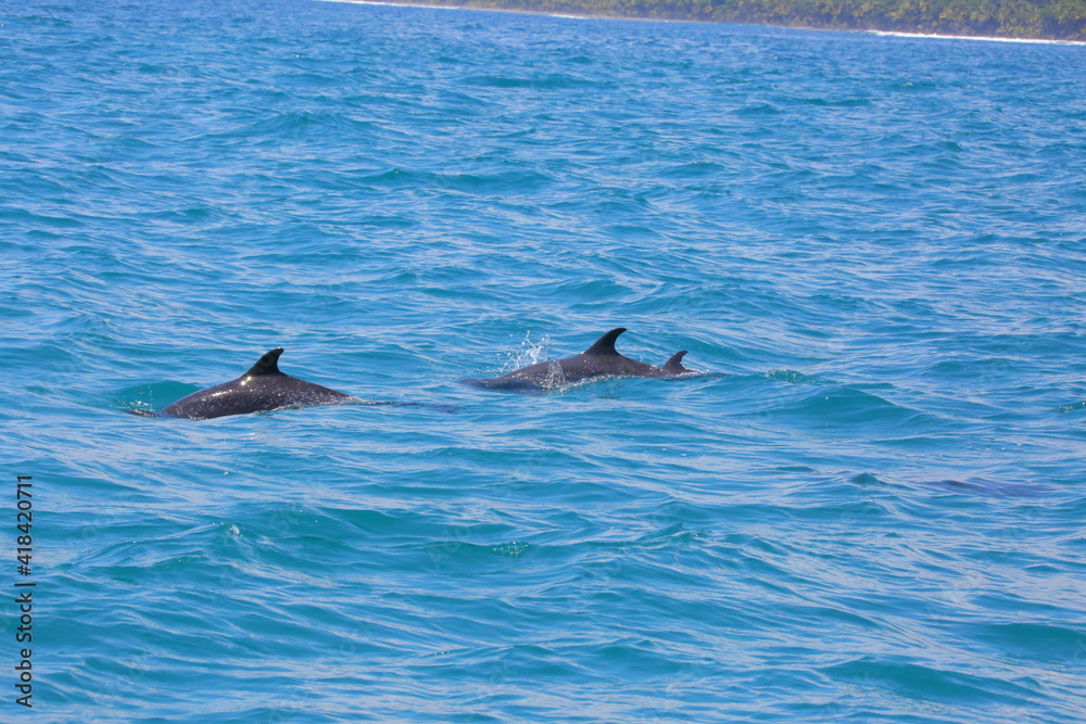 Fototapeta premium Faune du Costa Rica en Amérique Centrale