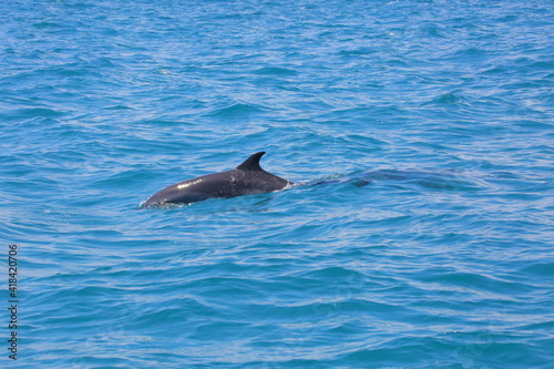 Faune du Costa Rica en Amérique Centrale