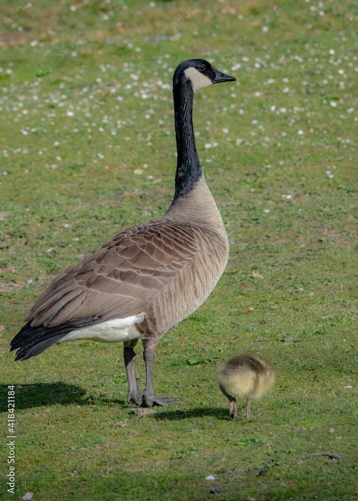 one Canada goose mother take care about one new born gosling one Canada goose mother take care about one new born gosling