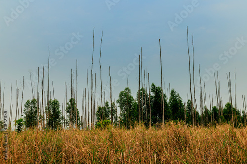 large dry forest