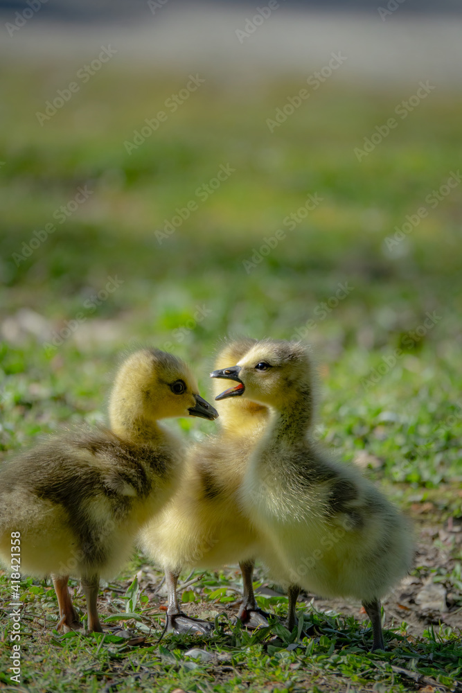 cute new born goslings having fun together