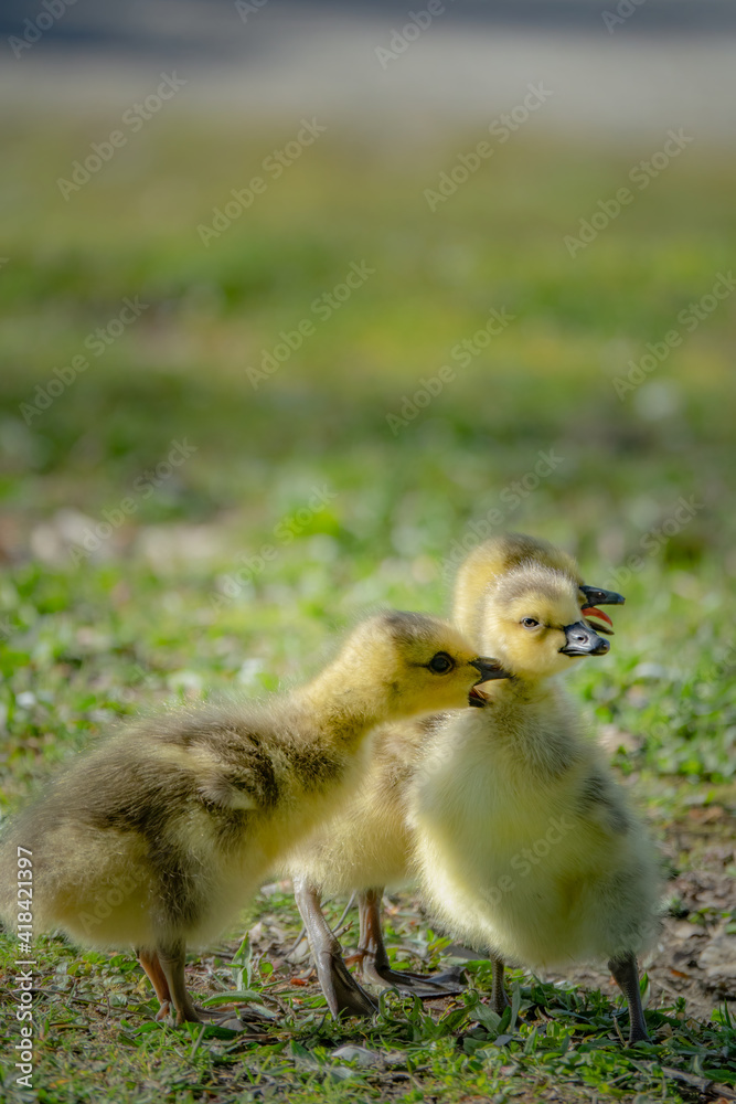 cute new born goslings having fun together cute new born goslings having fun together