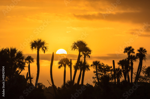 USA, Florida, Orlando Wetlands Park. Palm trees silhouetted at sunrise. photo
