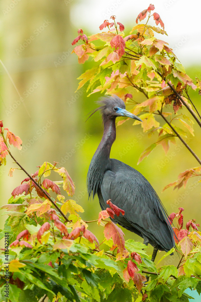 Fototapeta premium USA, Florida, Anastasia Island, Alligator Farm. Tri-colored heron in breeding plumage.