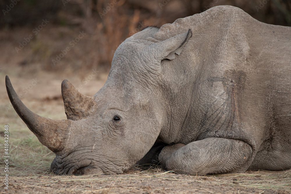 A White Rhino with a visible gunshot wound, after surviving a poaching attempt, seen on a safari in South Africa