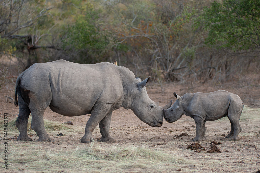 White Rhino seen on a safari in South Africa White Rhino seen on a safari in South Africa